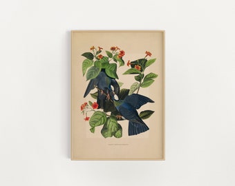 Impresión artística de la paloma pájaro / decoración de la academia ligera / pintura al óleo vintage / impresión de pájaro antiguo / arte vintage / arte francés / arte de pared imprimible