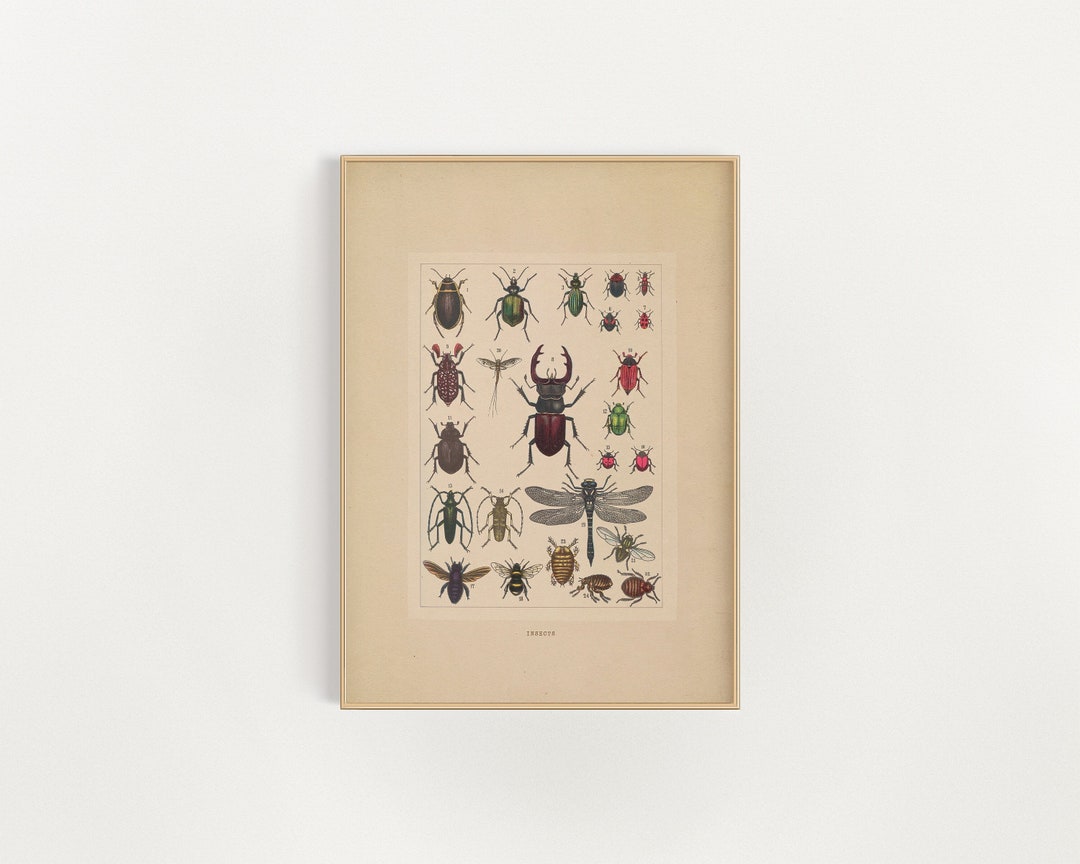 Insect Art Print | Light Academia Decor | Vintage Oil Painting ...