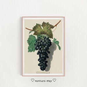 vintage kitchen print | grapes print | farmhouse kitchen decor | antique kitchen printable | country decor |  french art | printable art