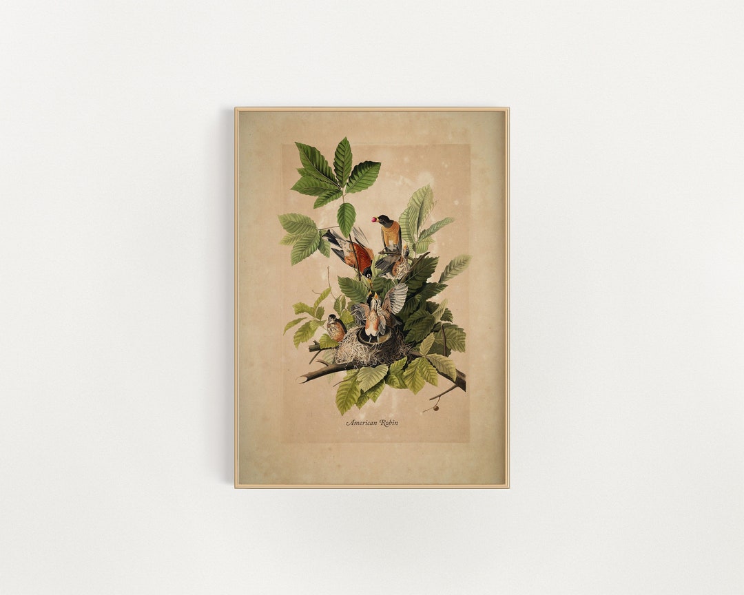 American Robin Art Print | Light Academia Decor | Vintage Oil Painting ...
