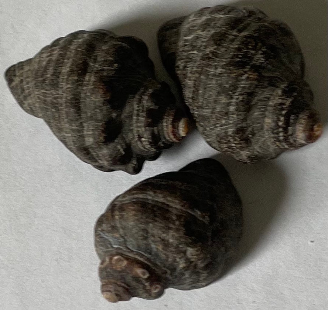 3 Dark Color Shells - Etsy