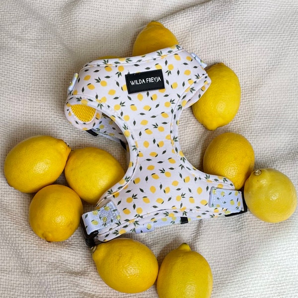 Dog Harness Set Etsy