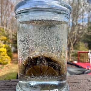 Adult Three Toed Box Turtle Wet Specimen