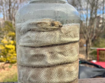 XL Sand Python Wet Specimen