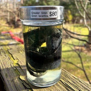 Greater Siren Wet Specimen