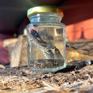 May include: A small, clear glass jar with a gold lid containing a preserved snake. The snake is curled up inside the jar, with its head visible. The jar is sitting on a piece of wood.