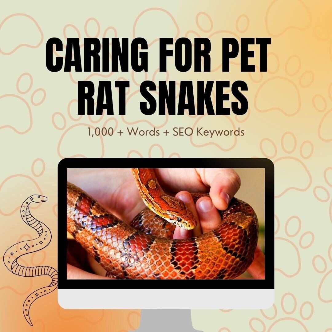 How to Care for Your Pet Rat Snake PLR Pet PLR PLR Blog Etsy