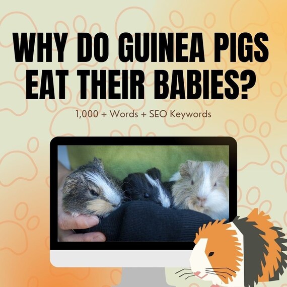 Why Do Guinea Pigs Eat Their Babies PLR PLR Pet PLR Blog Etsy