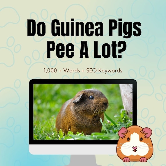 Do Guinea Pigs Pee A Lot PLR Guinea Pigs Plr Pet PLR PLR Etsy