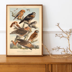 Adolphe Millot Prints Botanical birds of prey, mushrooms, reptiles Vintage French Art ,A4 print image 6