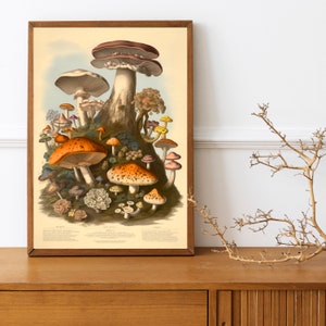 Adolphe Millot Prints Botanical birds of prey, mushrooms, reptiles Vintage French Art ,A4 print image 3