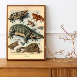 Adolphe Millot Prints Botanical birds of prey, mushrooms, reptiles Vintage French Art ,A4 print image 9