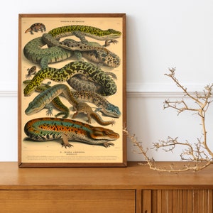 Adolphe Millot Prints Botanical birds of prey, mushrooms, reptiles Vintage French Art ,A4 print image 10