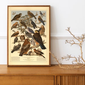 Adolphe Millot Prints Botanical birds of prey, mushrooms, reptiles Vintage French Art ,A4 print image 7