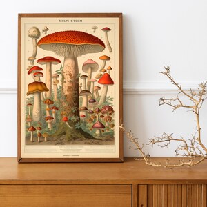 Adolphe Millot Prints Botanical birds of prey, mushrooms, reptiles Vintage French Art ,A4 print image 2