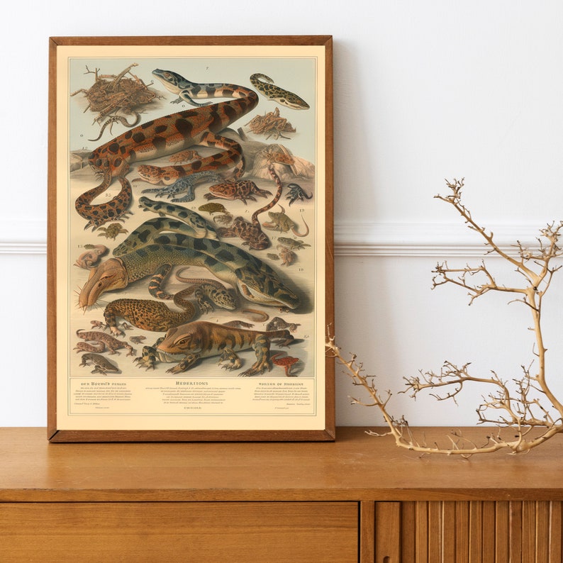 Adolphe Millot Prints Botanical birds of prey, mushrooms, reptiles Vintage French Art ,A4 print image 8