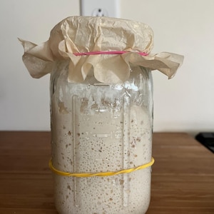 georgia the gluten free sourdough starter image 2