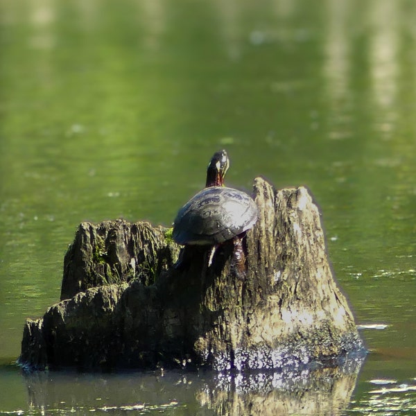 Painted Turtle Over looking Lake Digital Download Photography Printable
