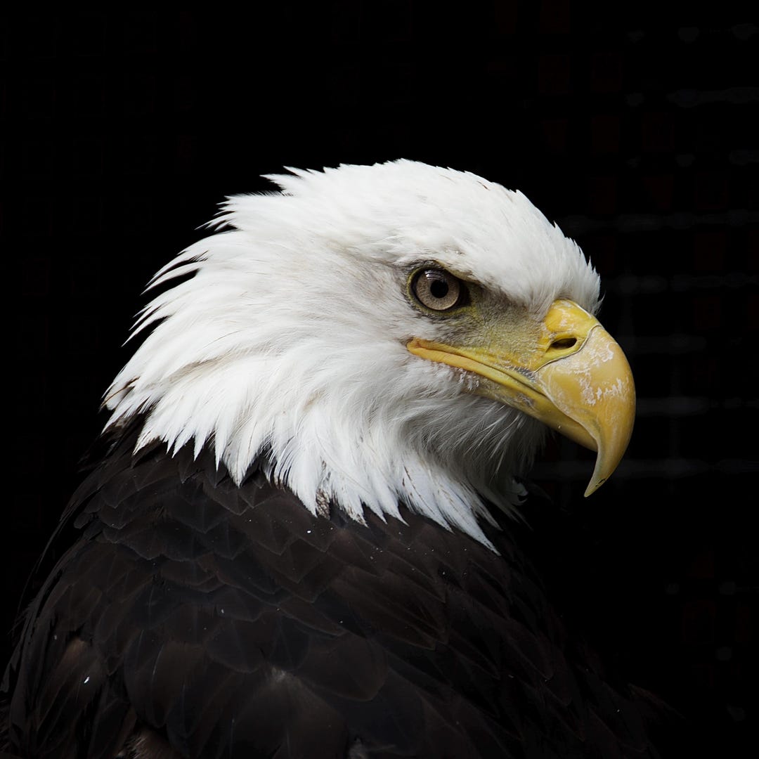 Wildlife Photo | Eagle Print | Nature Photography Wall Art | Home Decor ...