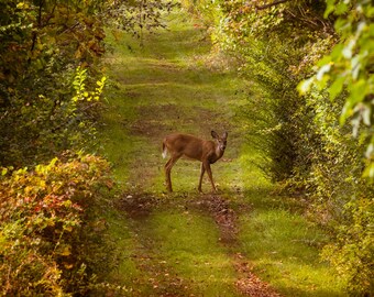 Deer enjoying the path at Crane Estate in Ipswich MA landscape photographic print