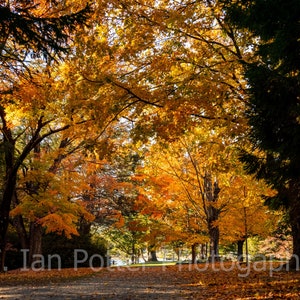 Foliage canopy taken at Maudslay State Park MA landscape photographic art print