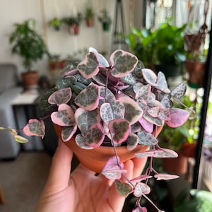 Variegated String of Hearts - VSOH - Ceropegia woodii