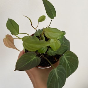 Philodendron Micans / live houseplant / trailing plants / Philodendron Micans hederaceum / 3"inch pot / 4"inch pot