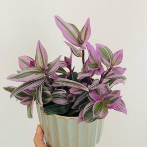 Tradescantia Nanouk-Wandering Jew-pink nanouk rooted in 3", 4", 6" pot