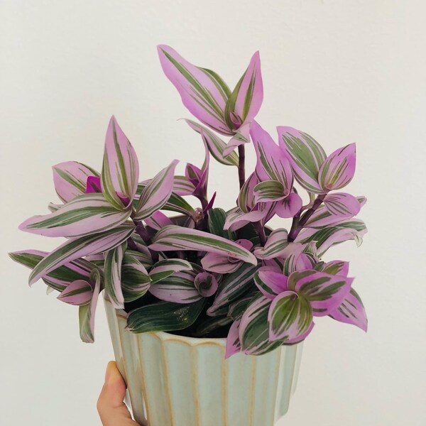 Wandering Jew - Etsy