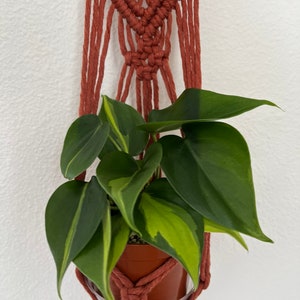 Brazilian Philodendron Plant / Brazilian Philo plant / vine houseplant / 3”inches / 4” inches