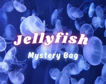 Jellyfish Mystery Bag, Aesthetic Jewelry Mystery Box, Jellyfish necklace, Jellyfish earrings