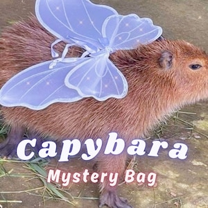 Capybara Bundle, Capybara Theme Box, Capybara Plush, Capybara Accessories Jewelry