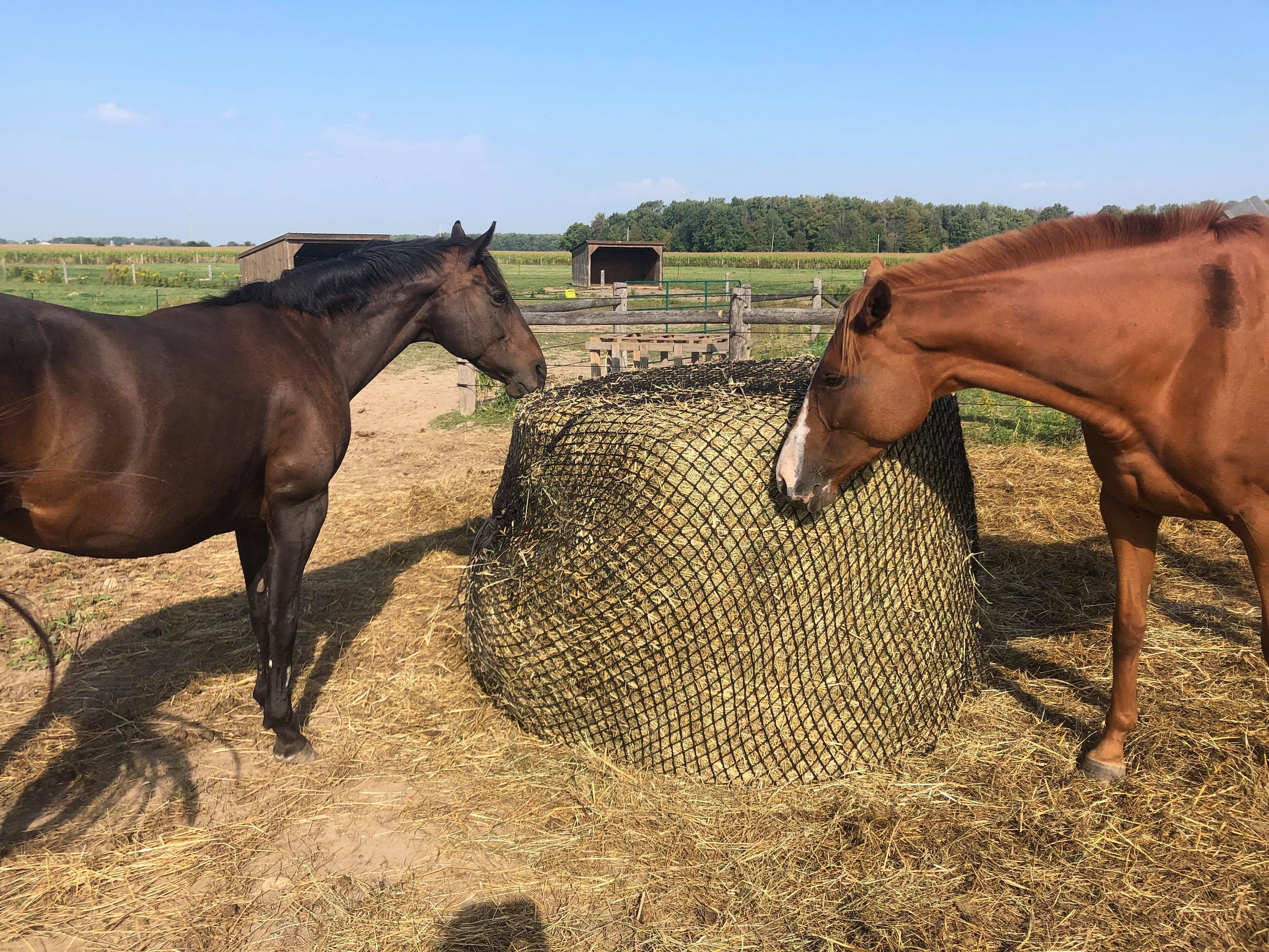 Horse Feeders for sale 78 ads for used Horse Feeders