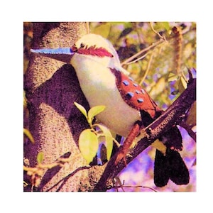 Peut inclure: Un kookaburra à bec bleu perché sur une branche avec un corps à motifs brun et blanc. L'oiseau est assis sur une branche avec des feuilles vertes et un tronc d'arbre brun en arrière-plan.