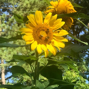 mammoth sunflower