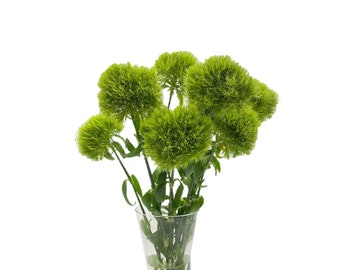 Dianthus Green Ball - Fresh Cut Flowers