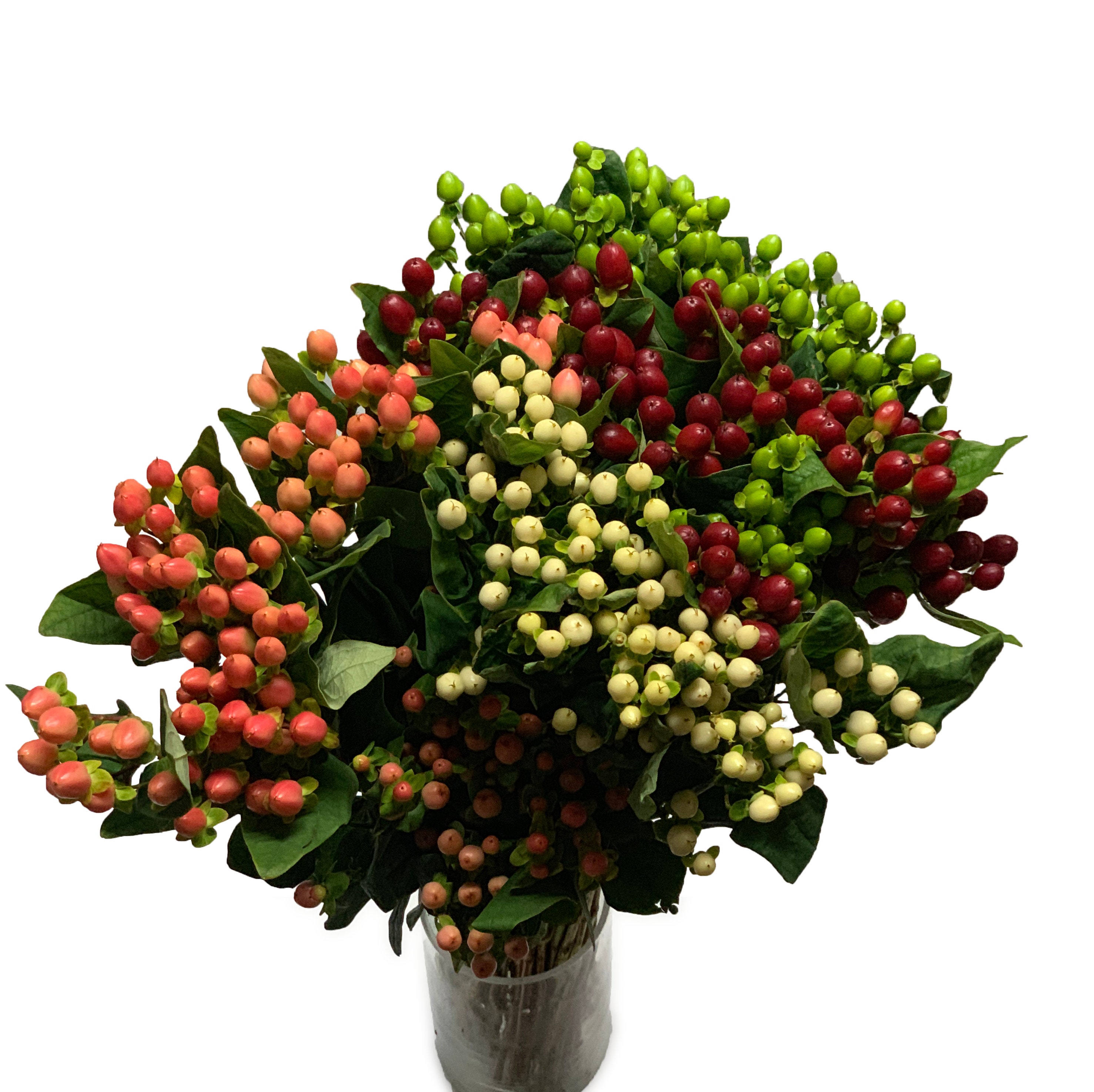 Hypericum Variagated Fresh Cut Hypericum Assorted Colors - Etsy