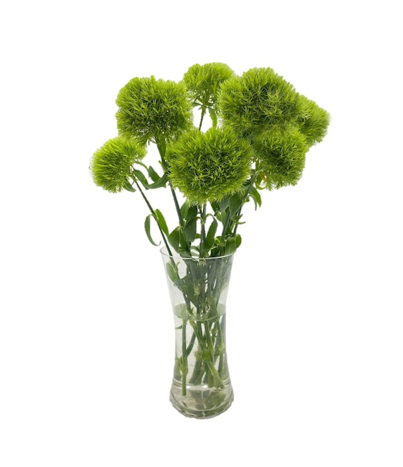 Dianthus Green Ball Fresh Cut Flowers Etsy