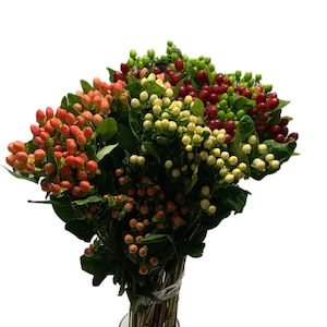 May include: A bouquet of Hypericum berries in shades of red, orange, and white. The berries are clustered together on green stems.