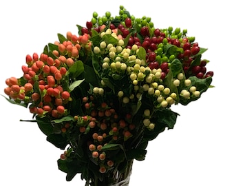 Fresh Cut Hypericum assorted colors