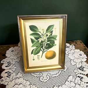 May include: A framed botanical print of a sweet orange branch with green leaves, white blossoms, and a yellow-orange fruit. The print is in a gold-colored frame, resting on a white lace doily.