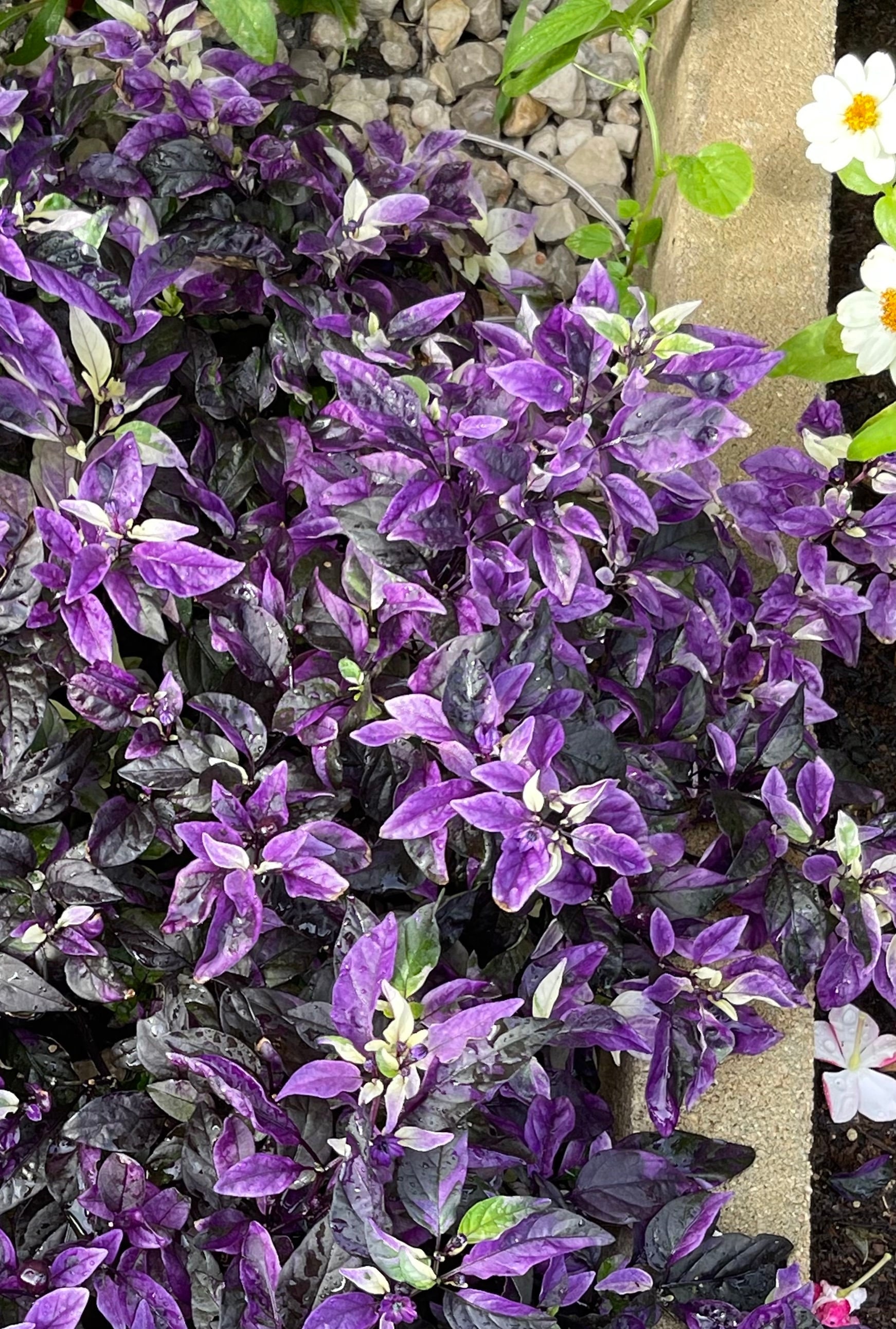 Purple Flash Ornamental Pepper Seeds - Etsy Canada