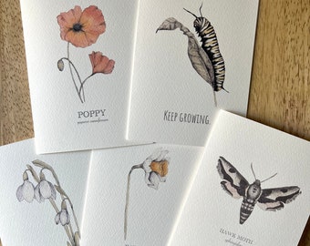 Botanical and Nature Illustration Greeting Cards, Set of 5