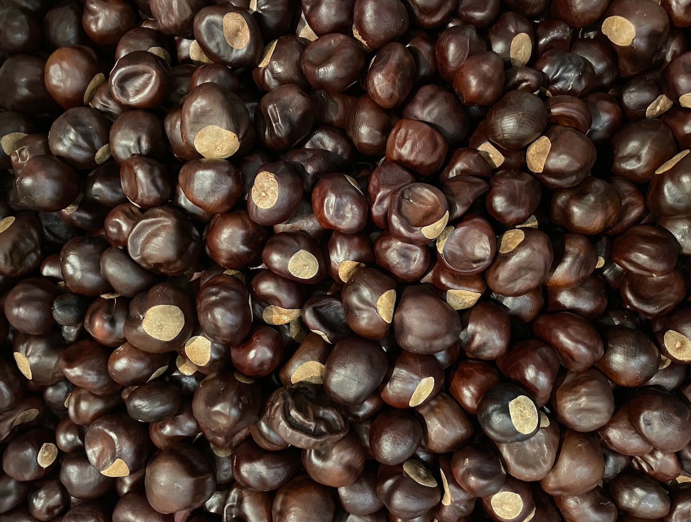 50 Buckeye Nuts With Predrilled Holes Etsy