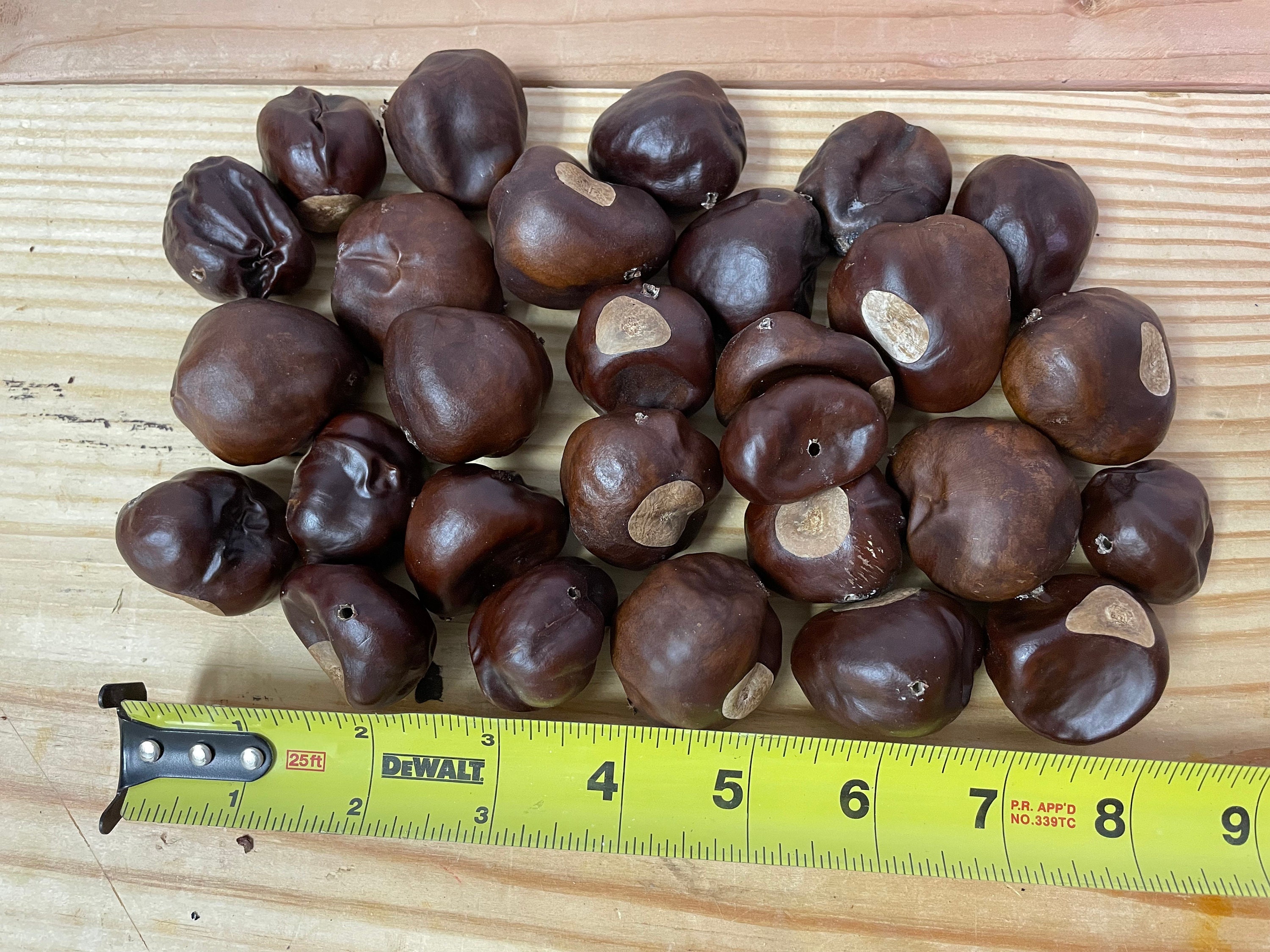 50 Buckeye Nuts With Predrilled Holes Etsy