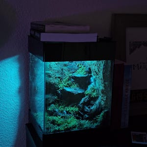 Driftwood Terrarium Display – Hand Sculpted Moss Vivarium – 10x10x12 Custom Display (Limited Prototype)