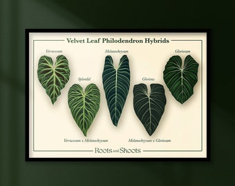 Philodendron Velvet Leaf Hybrids Digital Botanical Illustration