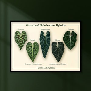 Philodendron Velvet Leaf Hybrids Digital Botanical Illustration