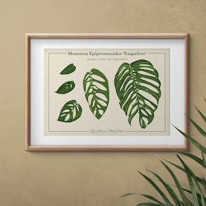 May include: A botanical illustration of a Monstera Epipremnoides 'Esqueleto' plant with the text 'Juvenile to mature leaf transformation' and 'Roots and Shoots'. The illustration shows the different stages of leaf development, from small and simple to large and intricate.