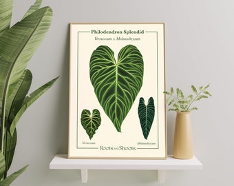 May include: A botanical illustration of a Philodendron Splendid plant with three leaves. The illustration is in a cream-colored frame with the text "Philodendron Splendid - Birkinianum x Melanochrysum - Roots and Shoots" at the bottom.